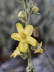 (c) fmunoz, some rights reserved (CC BY) Verbascum undulatum, photograph (c) fmunoz, some rights reserved (CC BY)