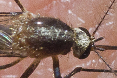Aedes atlanticus