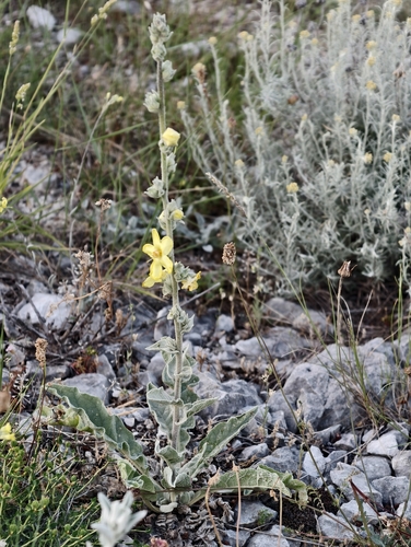 Verbascum undulatum, photograph 3