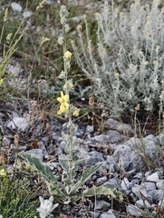 (c) fmunoz, some rights reserved (CC BY) Verbascum undulatum, photograph (c) fmunoz, some rights reserved (CC BY)
