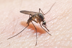 Aedes atlanticus
