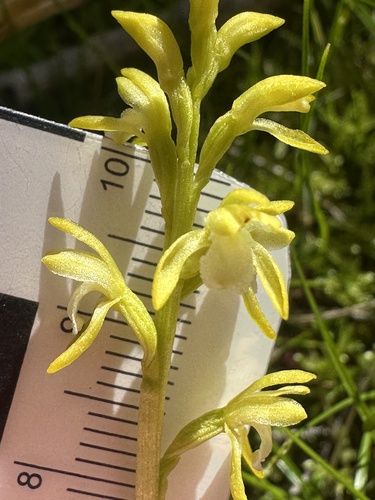 northern coralroot