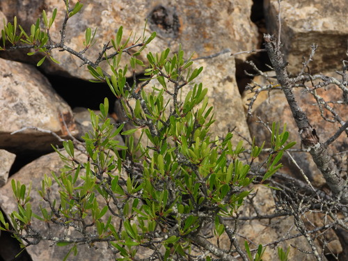 Rhamnus oleoides, photograph 5