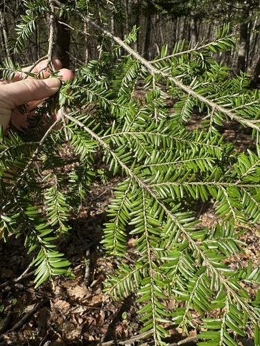 eastern hemlock