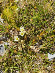 Gentianella filipes