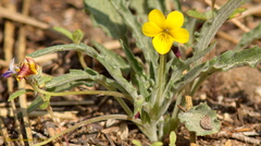 Viola pinetorum