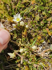 Gentianella filipes