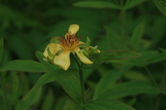 Hypericum ascyron gebleri