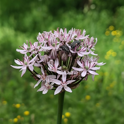 Allium nigrum, photograph 1