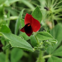 Lotus tetragonolobus, photograph (c) Francesco Santoro, some rights reserved (CC BY)