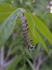 Acronicta tota