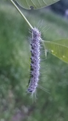 Acronicta tota