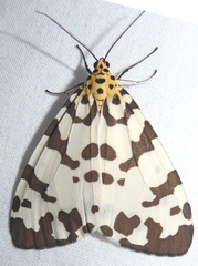 Utetheisa varians