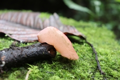 Phillipsia domingensis