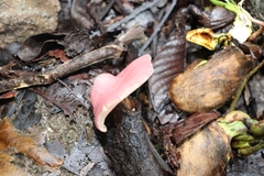 Phillipsia domingensis