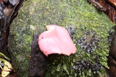 Phillipsia domingensis