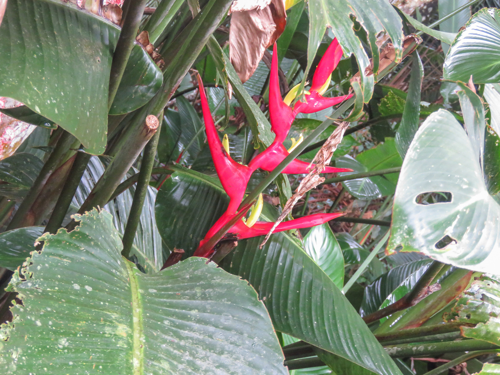 Heliconia farinosa; photograph (c) Diogo Luiz, some rights reserved (CC BY)