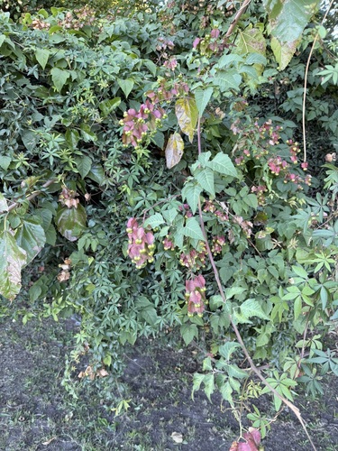 Serjania meridionalis, photograph 5