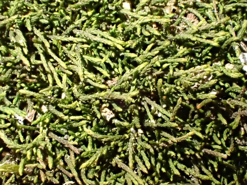 Pseudoleskeella catenulata, 2026-05-02