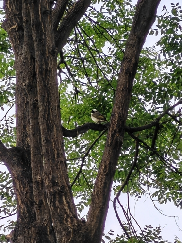 Light-vented Bulbul