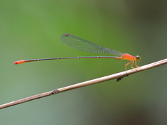 Teinobasis rufithorax