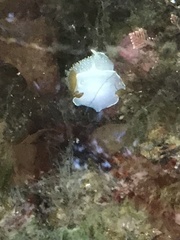 Acanthodoris hudsoni