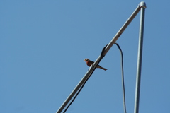 Haemorhous mexicanus