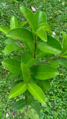 Euonymus cochinchinensis