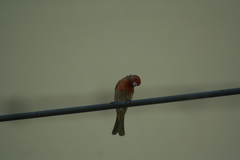 Haemorhous mexicanus
