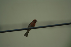 Haemorhous mexicanus
