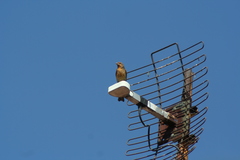 Haemorhous mexicanus