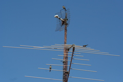 Haemorhous mexicanus