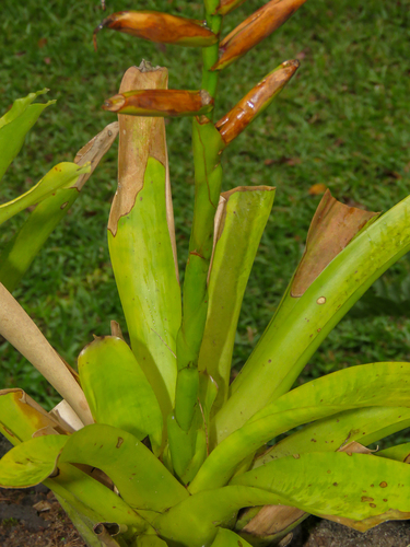Vriesea ensiformis, photograph 4