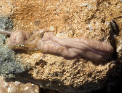 Baseodiscus delineatus