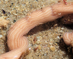 Baseodiscus delineatus