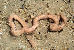 Baseodiscus delineatus