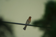 Haemorhous mexicanus