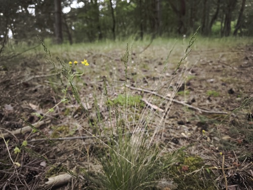 Festuca filiformis, photograph 1