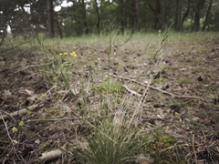 Festuca filiformis, photograph (c) arthur_haendler, some rights reserved (CC BY)