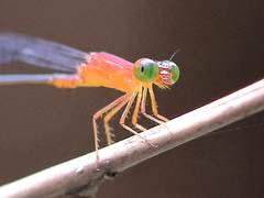 Teinobasis rufithorax