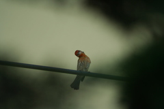Haemorhous mexicanus
