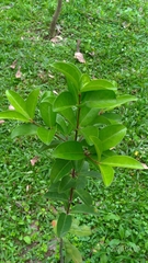 Euonymus cochinchinensis