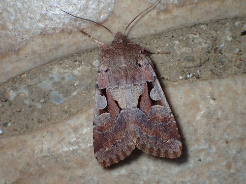 Hebrew Character