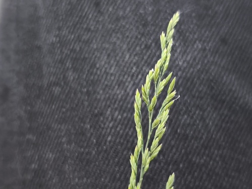 Festuca filiformis, photograph 6