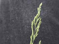 Festuca filiformis, photograph (c) arthur_haendler, some rights reserved (CC BY)