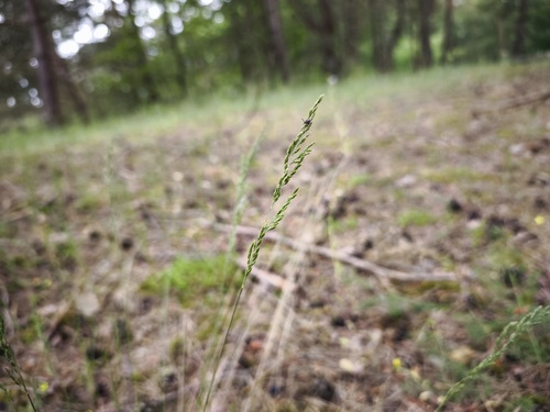 Festuca filiformis, photograph 4