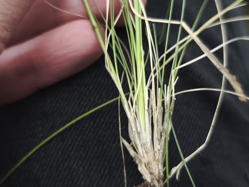 Festuca filiformis, photograph 2