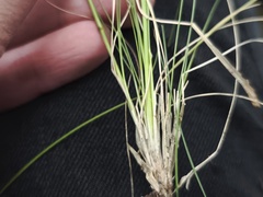 Festuca filiformis, photograph (c) arthur_haendler, some rights reserved (CC BY)