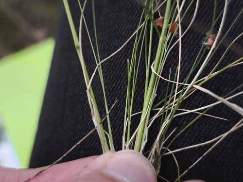 Festuca filiformis