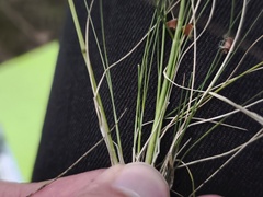 Festuca filiformis